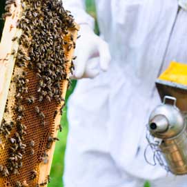 Specialist Behive Wasp Nest Removal